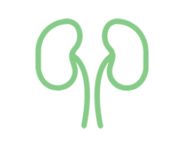 泌尿系统类动物模型
