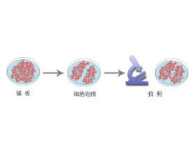 粘附实验